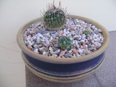 Grup de 3 Echinofossulocactus (Stenocactus); Echinofossulocactus lexarzai, Echinofossulocactus phyllacanthus v violaciflorus, Echinofossulocactus coptonogonus
