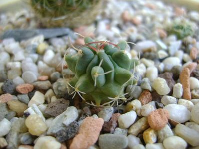 Echinofossulocactus phyllacanthus v. violaciflorus