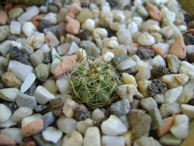 Echinofossulocactus coptonogonus