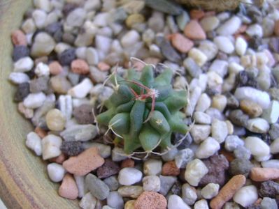 Echinofossulocactus phyllacanthus v. violaciflorus