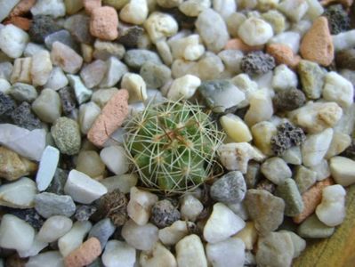 Echinofossulocactus coptonogonus