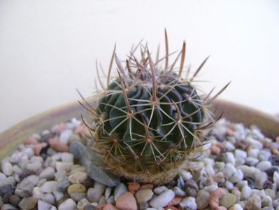 Echinofossulocactus lexarzai