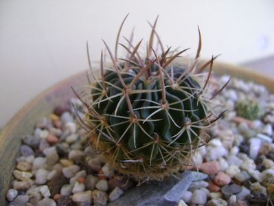 Echinofossulocactus lexarzai