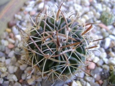 Echinofossulocactus lexarzai