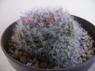 Mammillaria bocasana