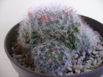 Mammillaria bocasana