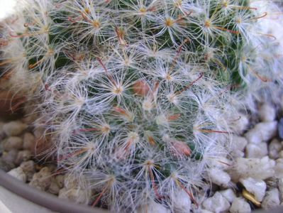 Mammillaria bocasana