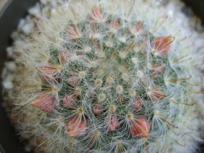 Mammillaria bocasana