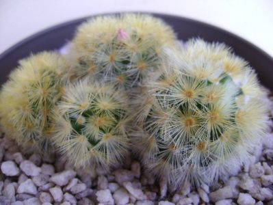 Mammillaria carmenae, boboci