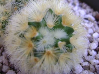 Mammillaria carmenae