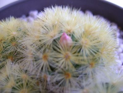 Mammillaria carmenae