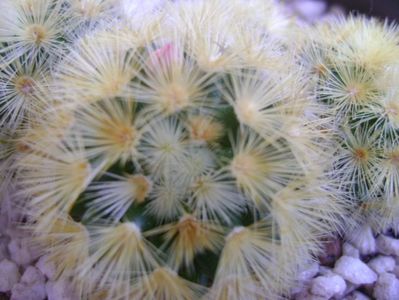 Mammillaria carmenae