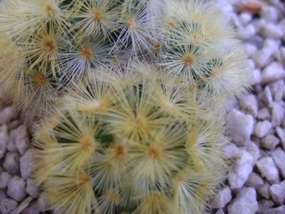 Mammillaria carmenae