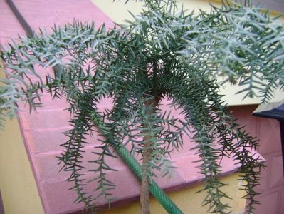 Araucaria cunninghamii v. glauca