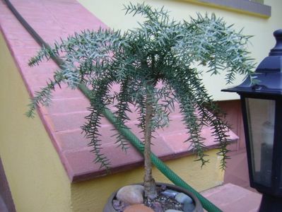 Araucaria cunninghamii v. glauca