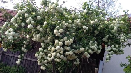 Viburnum opulus Roseum