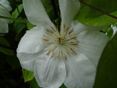 Duchesse de Edinburg