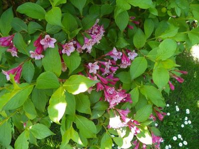 weigela Pink Princess