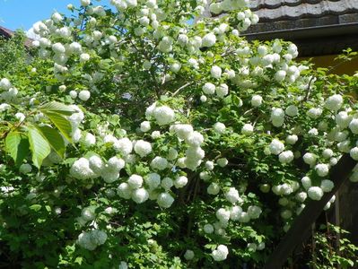 viburnum opulus Roseum