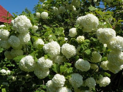 viburnum opulus Roseum