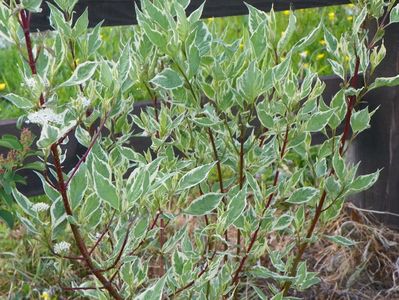 cornus sericea variegata