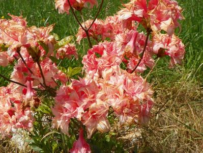 azalea Corneille