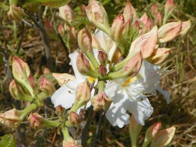 azalea Schneegold