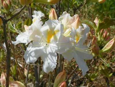 azalea Schneegold