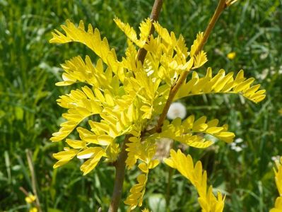 gleditsia triacanthos Sunburst