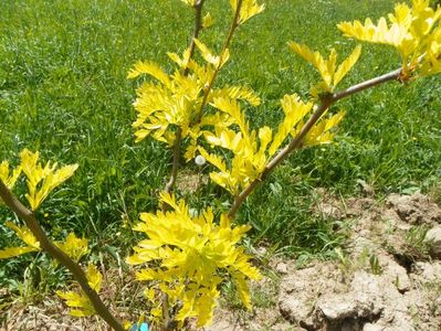 gleditsia triacanthos Sunburst