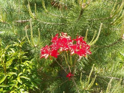 azalea Doloroso