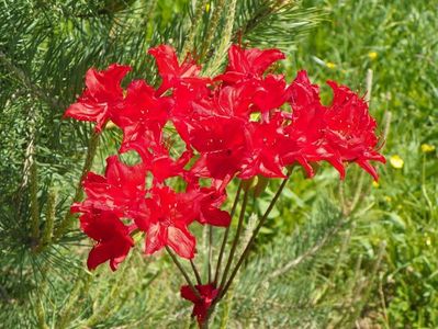 azalea Doloroso