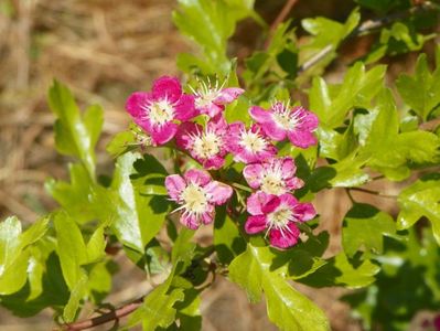 crataegus Punicea