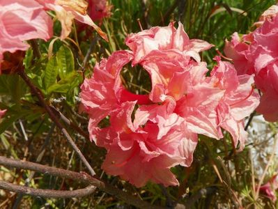 azalea Corneille