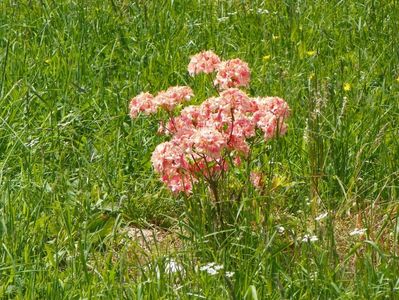 azalea Corneille