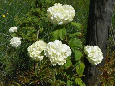 viburnum opulus Roseum