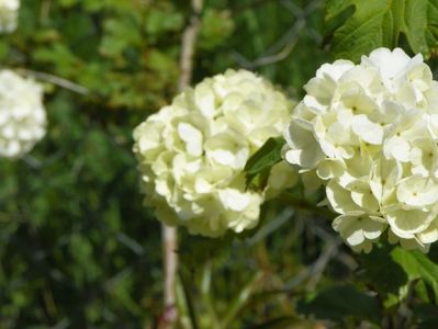 viburnum opulus Roseum