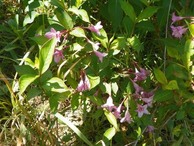 weigela Pink Princess