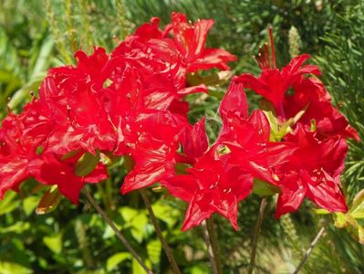 azalea Doloroso