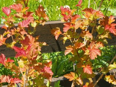 physocarpus Amber Jubilee