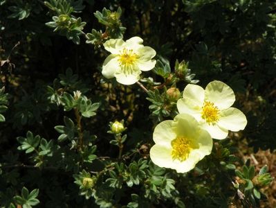 potentilla Primrose Beauty