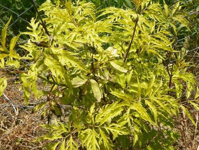 sambucus Sutherland Gold