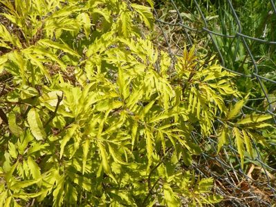 sambucus Sutherland Gold