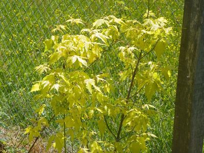 acer Kellys Gold