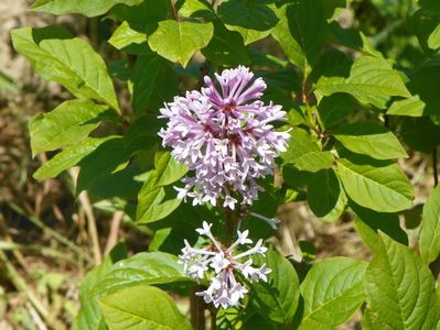 in loc de syringa Agnes Smith