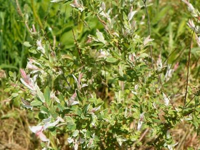 salix Hakuro Nishiki