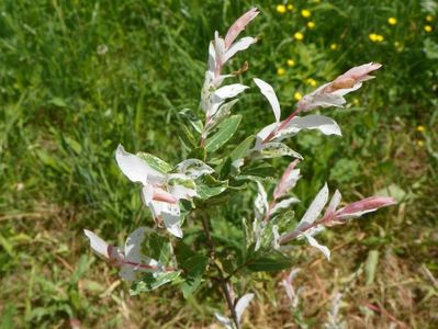 salix Hakuro Nishiki