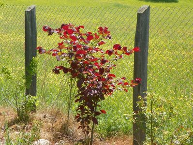 corylus maxima purpurea