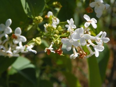 syringa Primrose