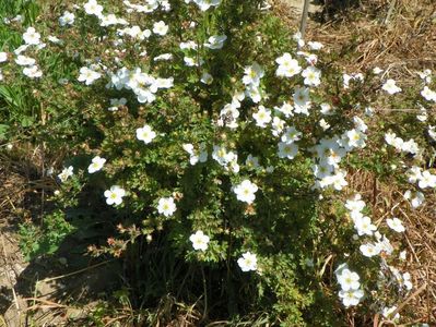 potentilla Abbotswood